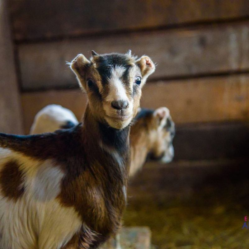 a dog standing in front of a building