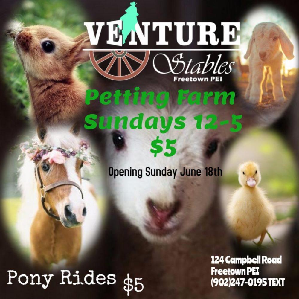 a close up of an animal