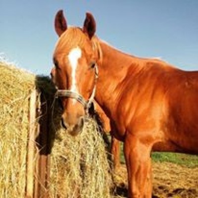 a brown horse standing next to a cow