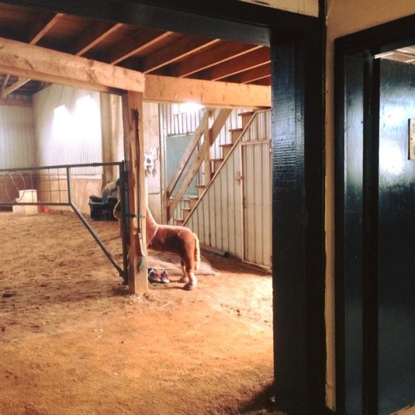 a giraffe standing in a room