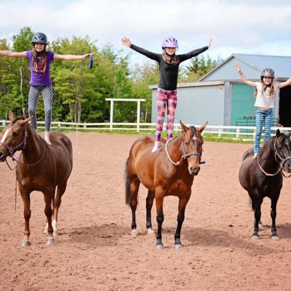 a group of cattle standing on top of a dirt field