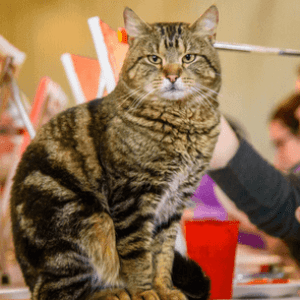 a person holding a cat