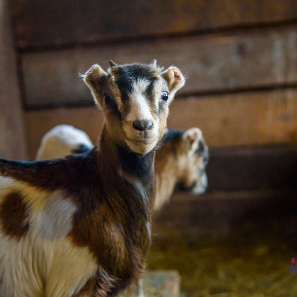 a dog standing in front of a building
