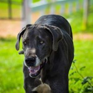 a brown dog carrying a frisbee in its mouth