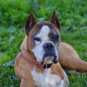 a dog sitting in the grass