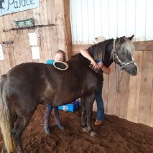 a brown horse standing in front of a building