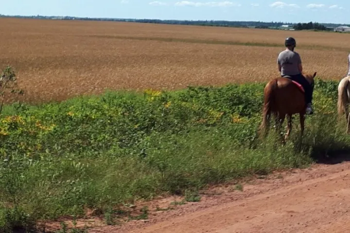 a man riding a horse on a dirt road
