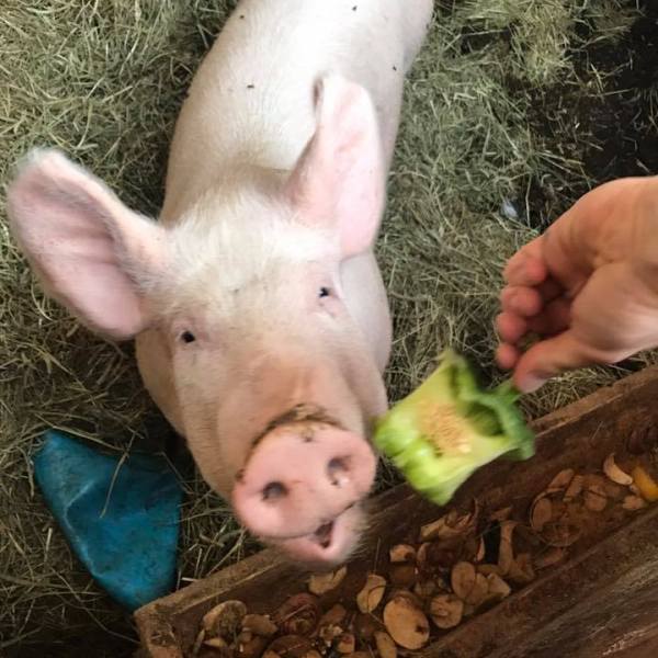 a person petting a sheep