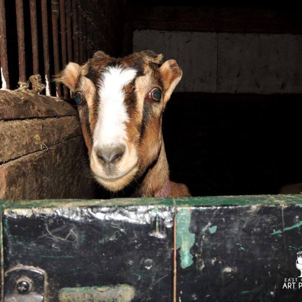 a brown cow standing next to a fence