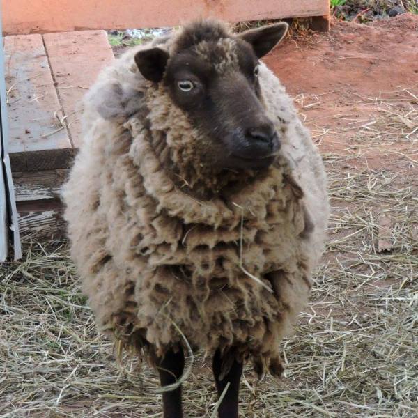 a sheep standing in the hay