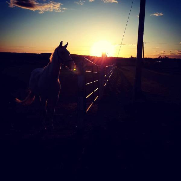 a horse is standing in the dark