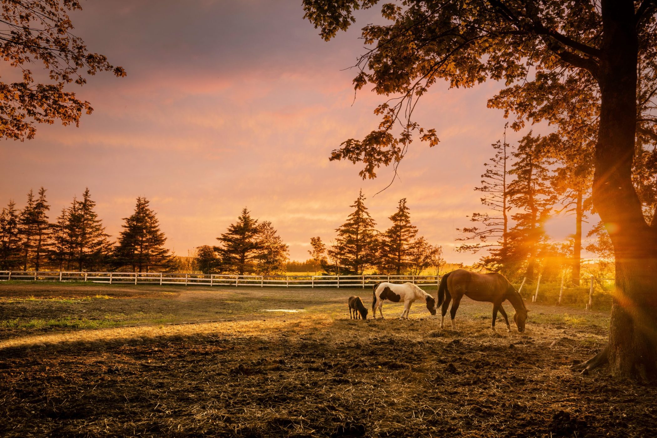Venture Stables