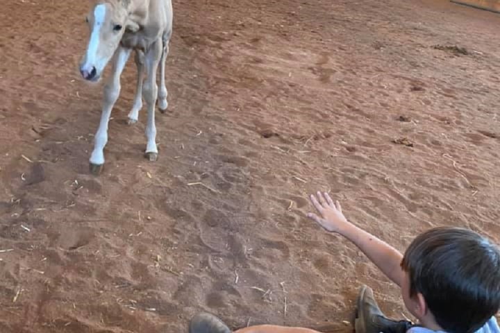 a man riding a horse in the dirt