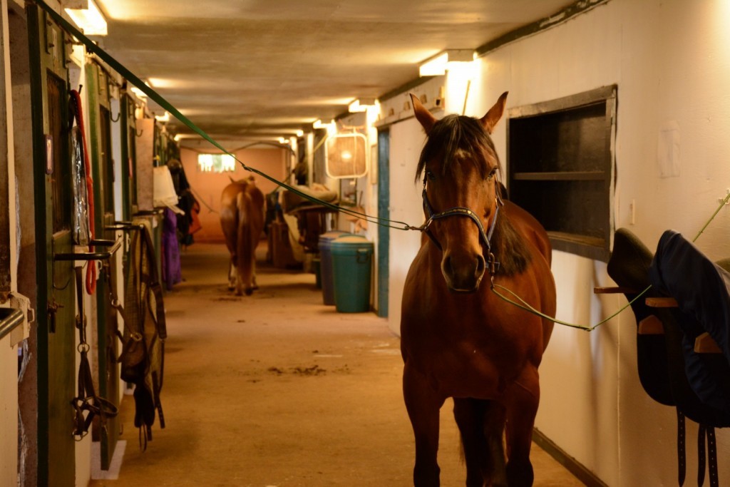DSC_9156_zpspi4ocbqr-1024×683-1 a horse standing in a room