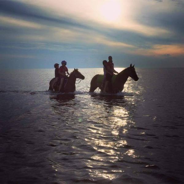 a dog swimming in a body of water