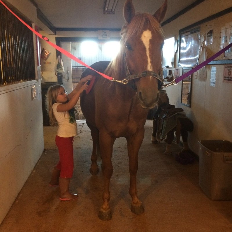a person standing in front of a horse