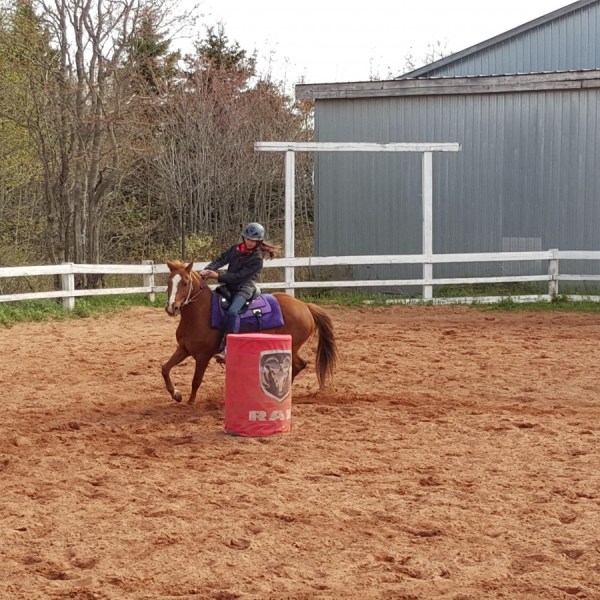 a horse jumping over a fence