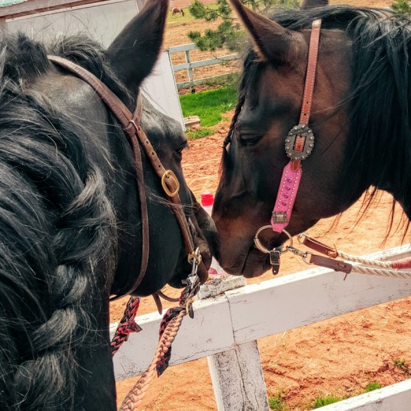 a close up of a horse