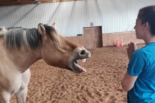 Person in teal shirt interacts with yawning horse indoors on a sandy floor.