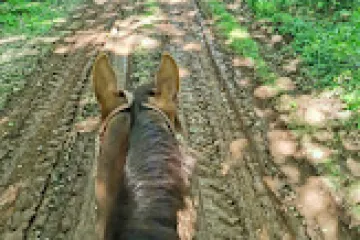 a giraffe standing next to a forest