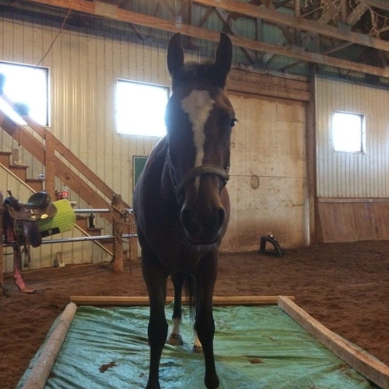 a horse standing in front of a building