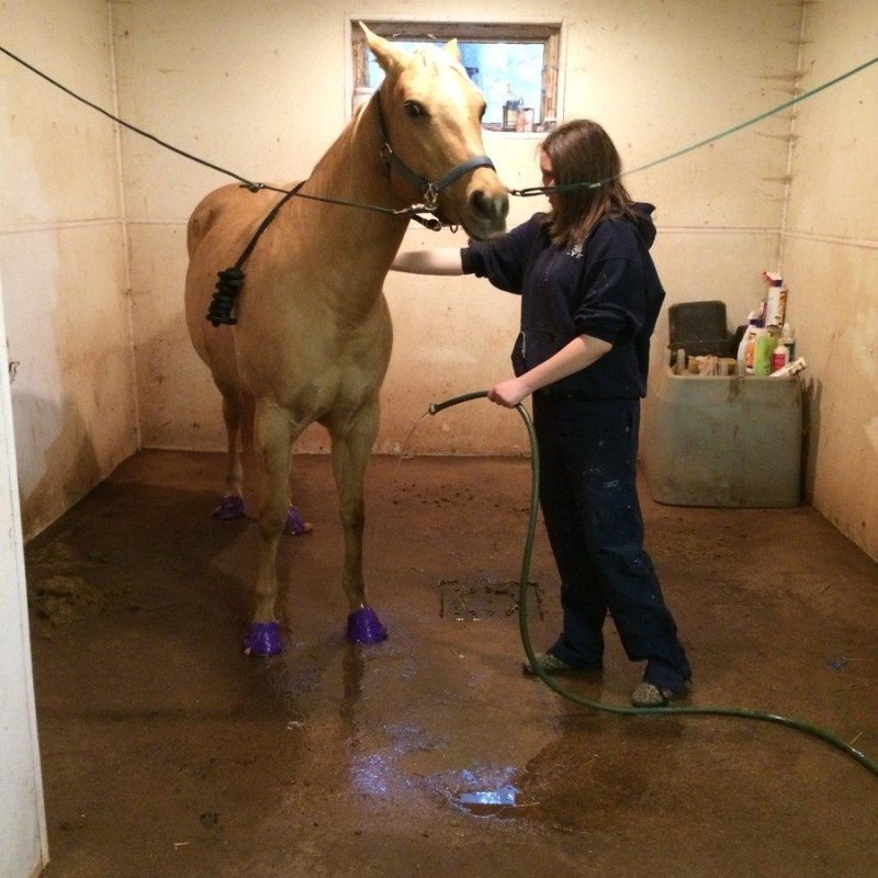 a person standing next to a horse
