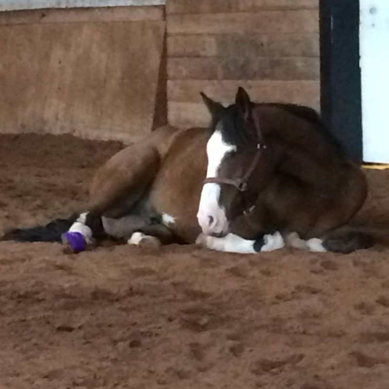 a cat lying on top of a dirt field