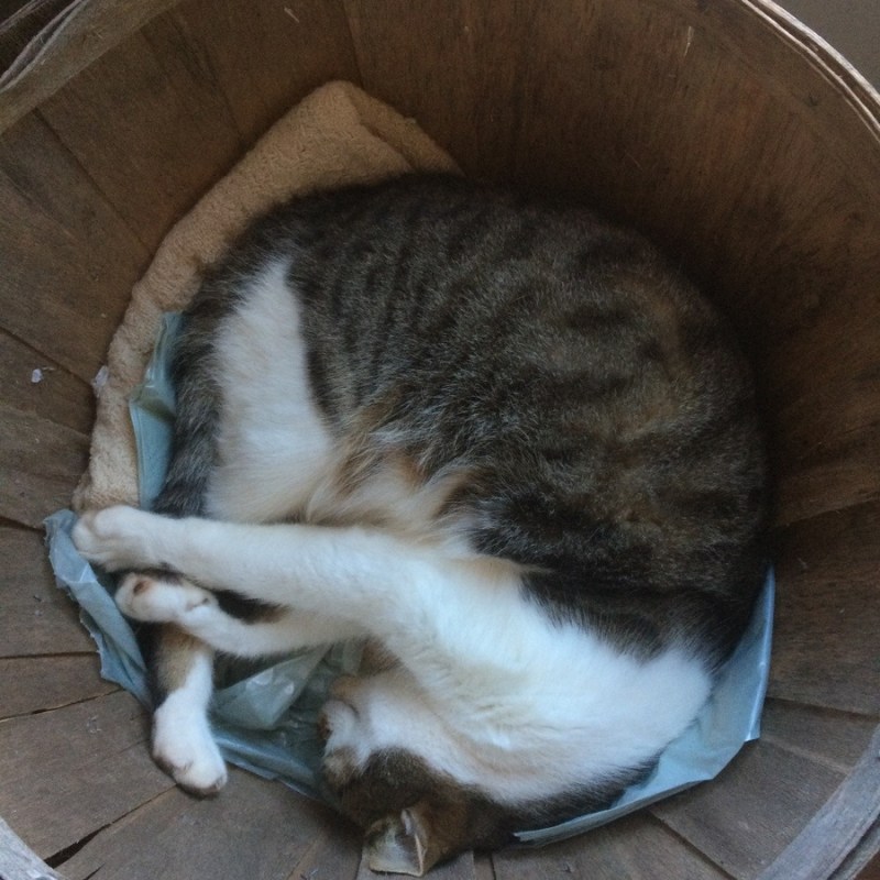a cat sleeping on top of a wooden chair