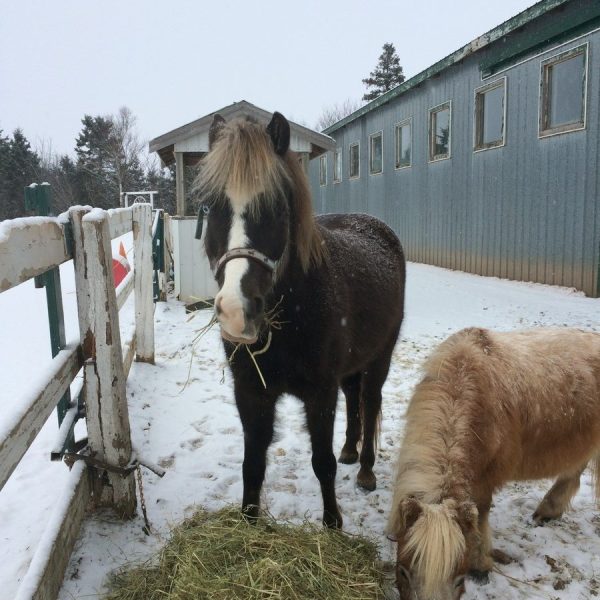 a group of sheep that are standing in the snow