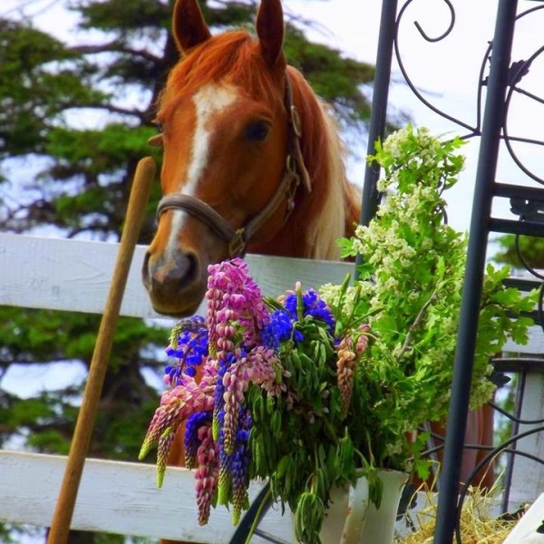 a close up of a horse