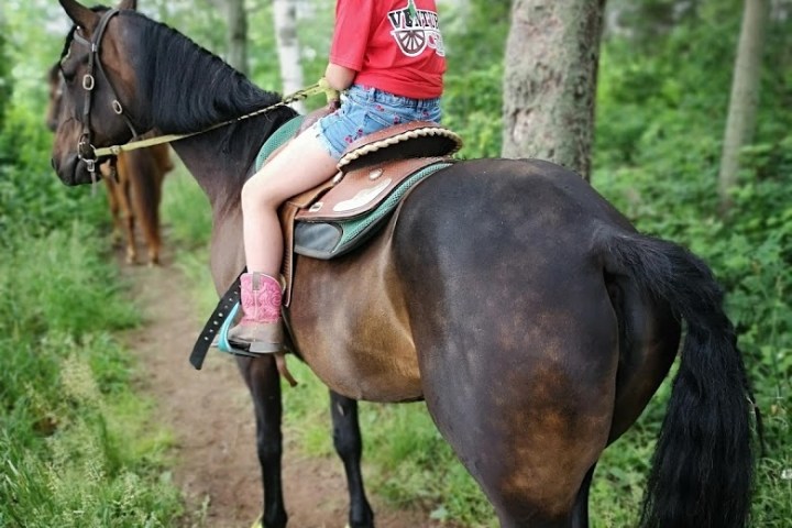 a person riding a horse
