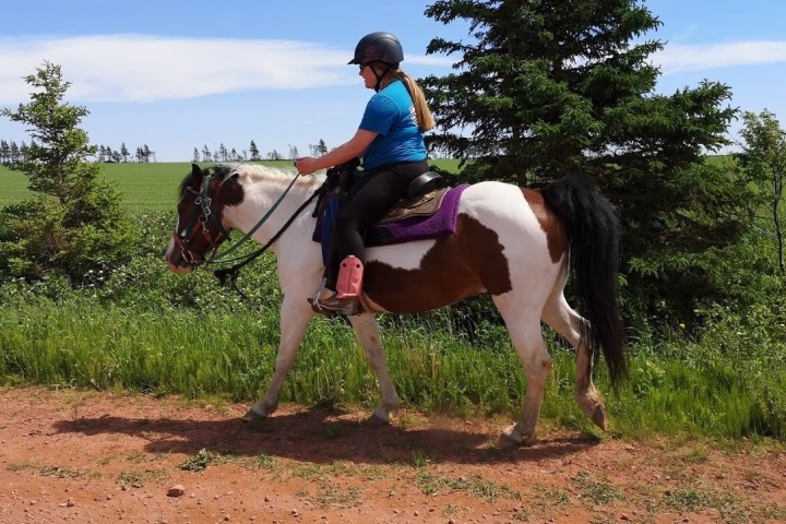a person riding a horse in a field