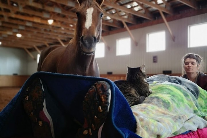 a person sitting on a horse