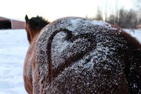 a close up of a horse in the snow