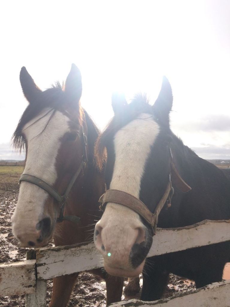 a close up of a horse