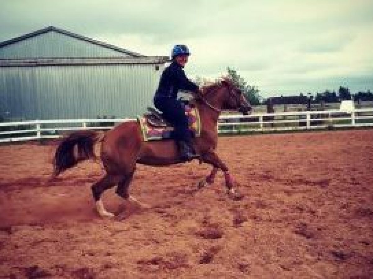 a person riding a horse