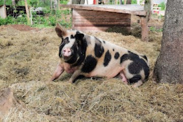a dog lying on a pile of hay