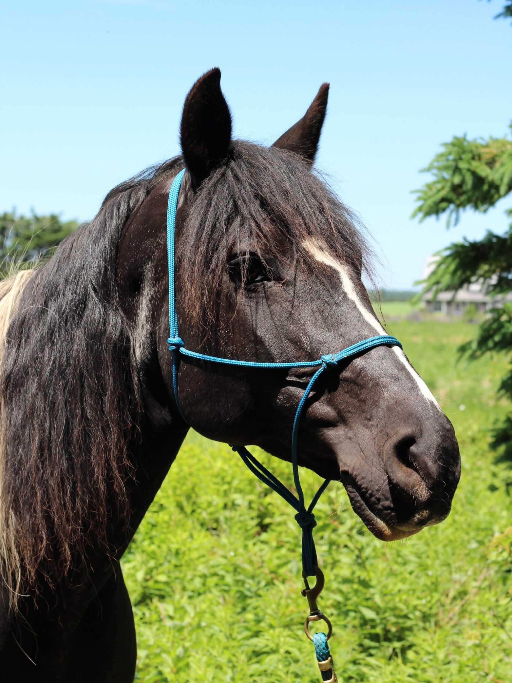 a close up of a horse