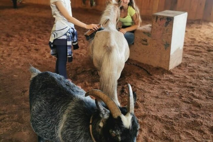 a person holding a sheep