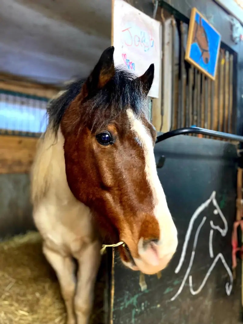 a brown horse standing next to a dog