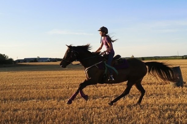 a person riding a horse in a field