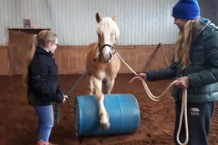 Horse stepping over blue barrel, guided by two people indoors.