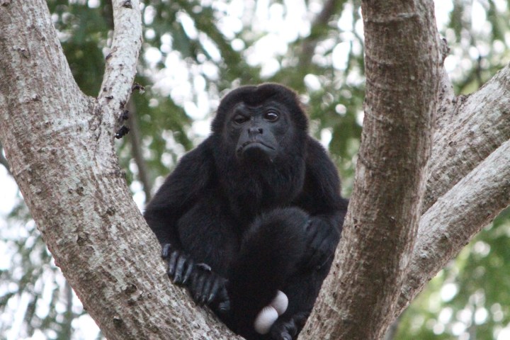 Black monkey sitting in tree branches with green foliage background.