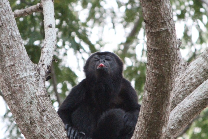 Howler monkey sitting in tree with tongue out.